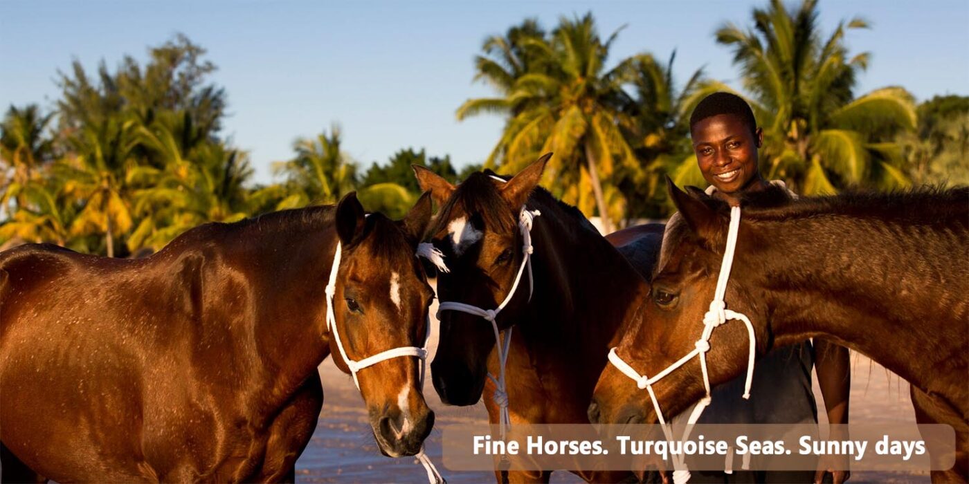 Mozambique Horses